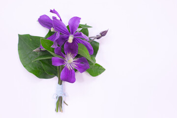 Violet Clematis Small Bouquet with Blank Space on White Background