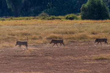 Telephoto of a Common Warthog - Phacochoerus africanus africanus- walking through dense grass in...