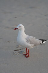 Fototapeta premium seagull on the beach