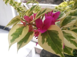 pink bougenville blossom flower background nature