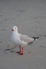 seagull on the beach