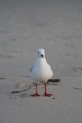 bird, seagull, gull, sea, beach, animal, nature, sand, birds, sea gull, shore