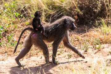 Close-up of an Olive Baboon -Papio Anubis- mother carrying her baby across the long grasslands of...