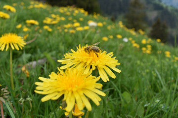 Eine mit Pollen übersäte Biene wühlt sich durch Blüte eines Löwenzahns in den Alpen