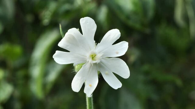 Sandman white, firecracker, Silene latifoli.
Silene latifoli flowers are closed during the day and open only at dusk, exuding an unusual aroma.  Used as a mild sleeping pill.
