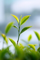 Obraz premium High definition green tea leaf image