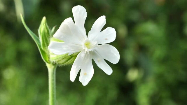 Sandman white, firecracker, Silene latifoli.
Silene latifoli flowers are closed during the day and open only at dusk, exuding an unusual aroma.  Used as a mild sleeping pill.
