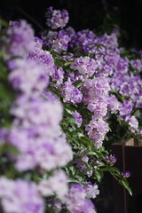 purple flowers