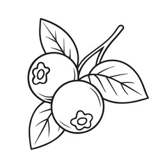 Blueberry Branch Hand-drawn Illustration of Berries and Leaves