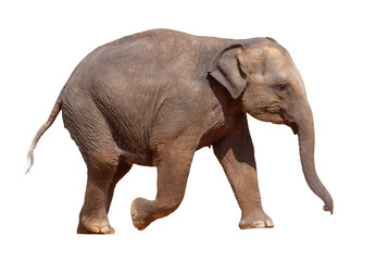 Fototapeta premium A baby elephant is walking on a white background