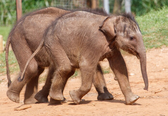 Two baby elephants walking together in a dirt field
