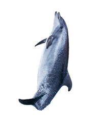 Dolphin isolated on white background