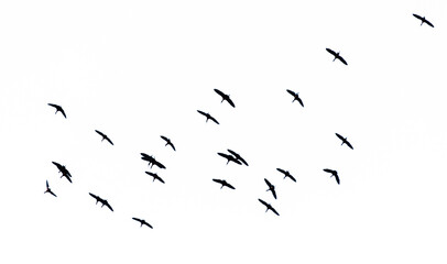 A flock of birds flying in the sky isolated on a white background.