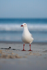 seagull on the beach