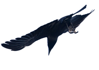 A black bird is flying in the sky