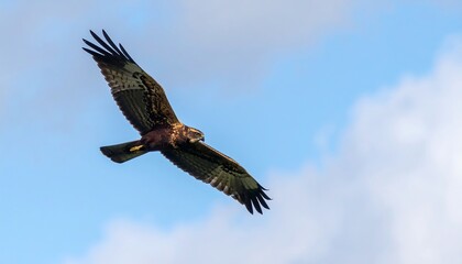 Bird of prey soaring in blue sky.