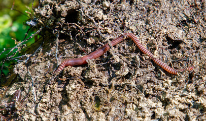 A long, thin, brown and white worm is crawling on a rock
