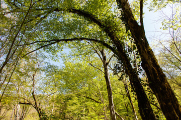 A tree with a large arch of leaves is in the middle of a forest