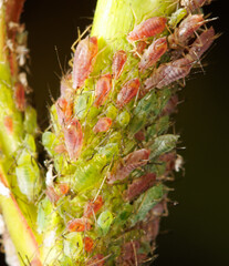 Aphids on a plant stem in nature