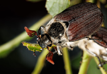 A large brown and black bug is eating a leaf