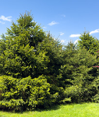 Fototapeta premium A row of evergreen trees stand tall in a lush green field
