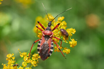 Rhynocoris
