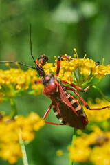 Rhinocoris annulatus
 

