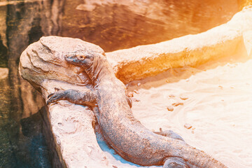 Close look at head of large lizard
