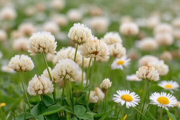 Midday Solstice Meadow in Full Bloom With White Clover and Daisies Under Bright Sunlight