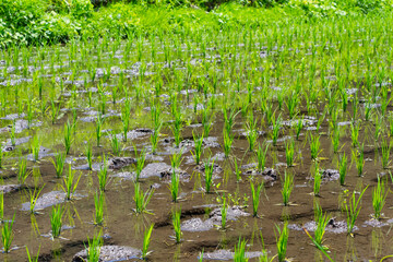 田植えを終えた若桜氷ノ山の棚田の風景 鳥取県 若桜町
