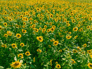 Fototapeta premium Bee pollinating a vibrant sunflower in a field during August harvest season