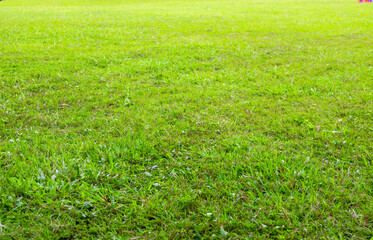 lawn is full of green leaves.