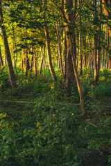 Landscape of the riparian forest on the lake shore during sunset in summer
