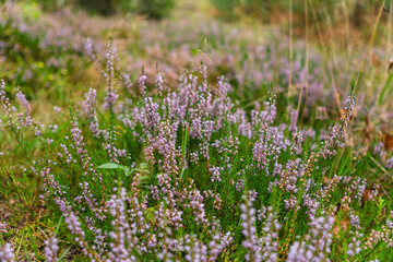 Obraz premium Close-up of purple heather flowers growing in a coniferous forest