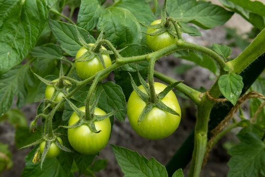 unripe green tomatoes on vine