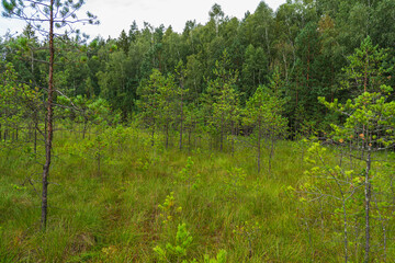 Fototapeta premium Landscape of floating mat which is a layer of mosses and other plants on the surface of a lake