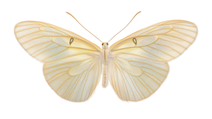 Delicate White and Gold Butterfly Wings on Transparent Background Showcasing Natural Elegance