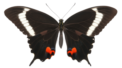 Detailed Close-Up of a Black Butterfly with Striking Red and White Patterned Wings