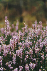 Close-up of purple heather flowers growing in a coniferous forest