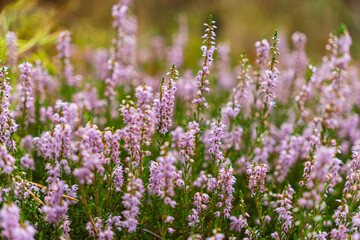 Close-up of purple heather flowers growing in a coniferous forest
