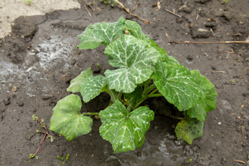 Young pumpkin plant with veined leaves growing in wet soil
