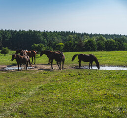 Landscape with a herd of horses in a green pasture in front of a forest