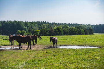 Landscape with a herd of horses in a green pasture in front of a forest