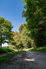Obraz premium Landscape of a sandy road between old oak trees