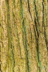 Close-up of the bark of an old oak tree at trunk height