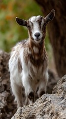 Curious goat standing on a rock in an elevated part of a farm