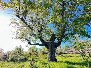 A large leafy tree in a field.
A large tree with a lot of leaves is in a field. The sky is clear and bright, and the sun is shining on the tree