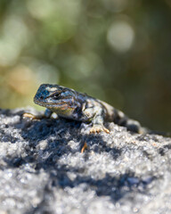 Lizard resting on a textured rock in a natural setting during daylight hours