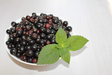 Blackcurrant is a favorite delicacy in our kitchen; people adore this healthy berry with all its...