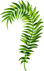 Tropical palm leaves of coconut tree. Summer green branch. Foliage of exotic plants. Floral design element. Botanical illustration
